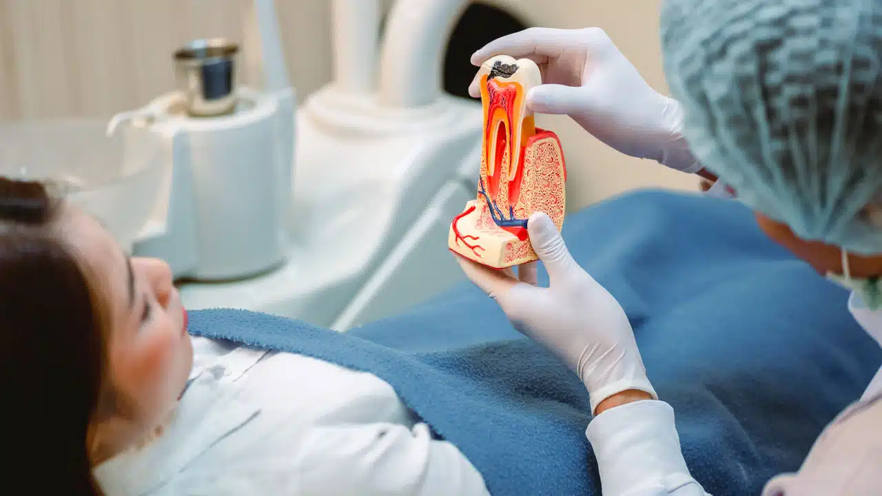 Dentist showing a model of a tooth explaining about a root canal